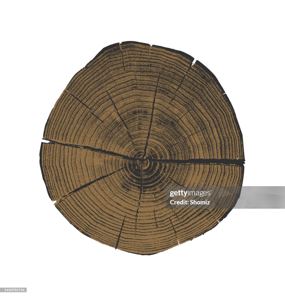 Tree Vector Section Tree Xsection High-Res Vector Graphic - Getty Images
