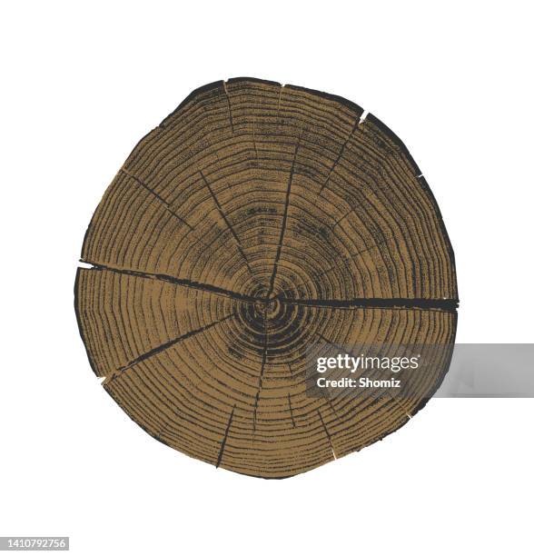 Tree Section Jpg 922 Tree Trunk Cross Section Annual Rings Stock Photos, High-Res ...