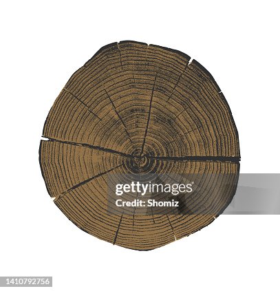 Tree x-section Tree x-section