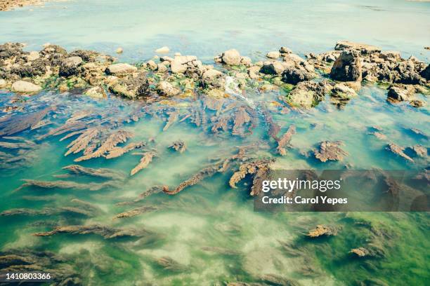 rocks and water with algae - organismo acuático fotografías e imágenes de stock