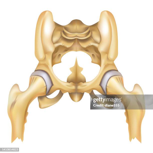 realistic hip joint on a transparent background - hip body part stock illustrations