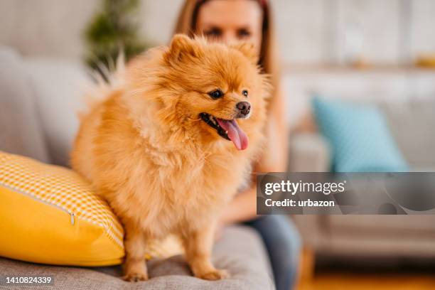 pomeranian dog sitting on the sofa next to his owner - pomeranian stockfoto's en -beelden