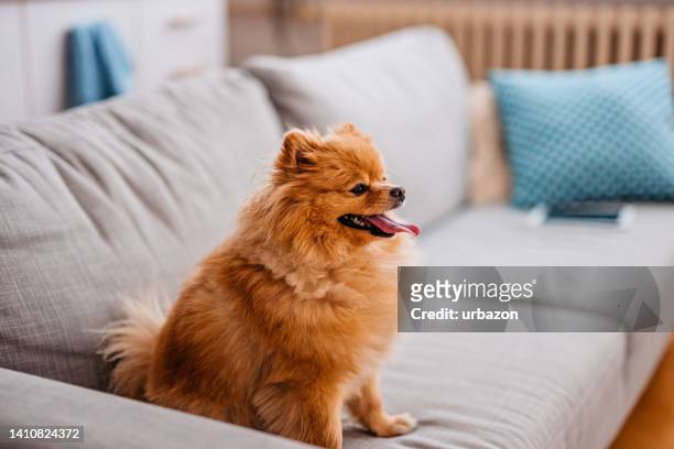 perro pomerania sentado en el sofá en la sala de estar - pomeranio fotografías e imágenes de stock