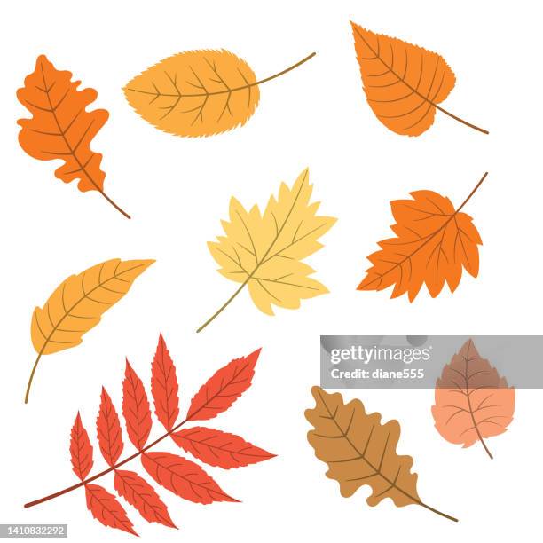 ilustraciones, imágenes clip art, dibujos animados e iconos de stock de hojas de otoño illustrator pinceles - oak leaf