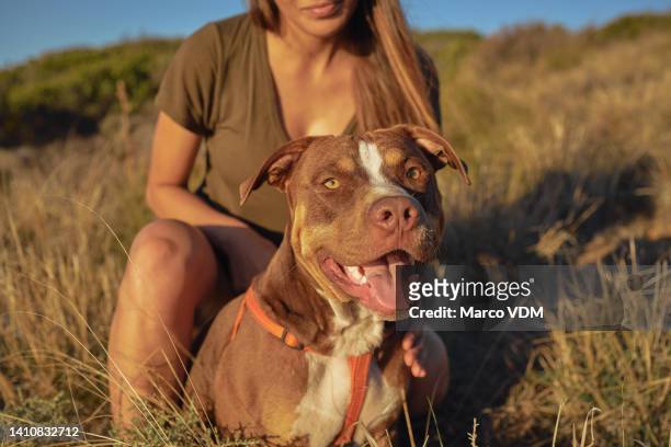 portrait of a pitbull on walk on a hiking trail with its owner on a mountain. woman resting while on a walk with her dog in nature. girl taking a break on a stroll with her pet in a meadow field area - pit bull stockfoto's en -beelden