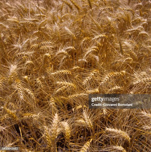 golden wheat field - rye - grain stock pictures, royalty-free photos & images