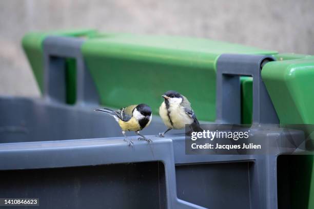 birds on trash bin - titmouse stock pictures, royalty-free photos & images