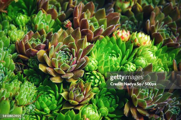 mountain houseleek ground covering plants of various color and shape - sempervivum montanum stock pictures, royalty-free photos & images