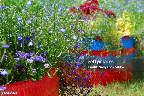 garden flowers planted in old tires painted in bright colors,diy garden decoration - lobelia stock pictures, royalty-free photos & images