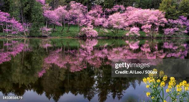 scenic view of lake by trees,lisle,illinois,united states,usa - oriental cherry tree stock pictures, royalty-free photos & images