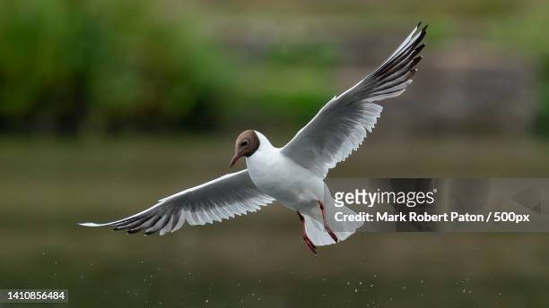 close-up of seagull flying outdoors,middle pool,telford,united kingdom,uk - kokmeeuw stockfoto's en -beelden