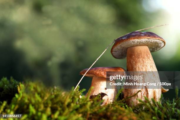 boletus edulis cepe de bordeaux porcini mushroom steinpilz - close up of mushroom growing outdoors stock pictures, royalty-free photos & images