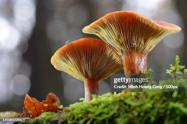 close-up of mushrooms growing on tree - cantharellus tubaeformis stock pictures, royalty-free photos & images
