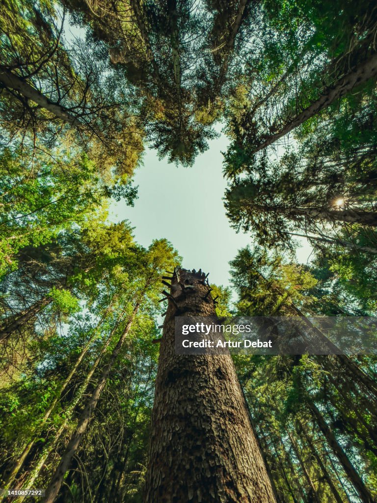 Giant trees seen from below with tree tops and clear sky.