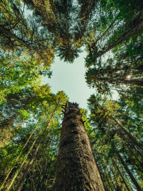 Tree Hi 121,078 High Forest Stock Photos, High-Res Pictures, and Images - Getty ...