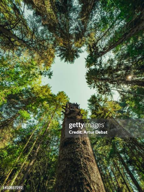 giant trees seen from below with tree tops and clear sky. - trees low view imagens e fotografias de stock