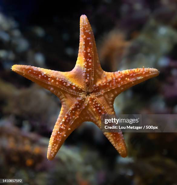 close-up of starfish on coral reef - starfish stockfoto's en -beelden