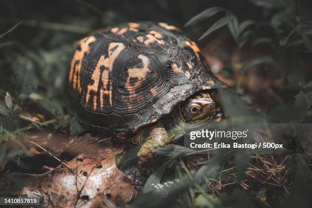 close-up of tortoise shell on field - box turtle - fotografias e filmes do acervo