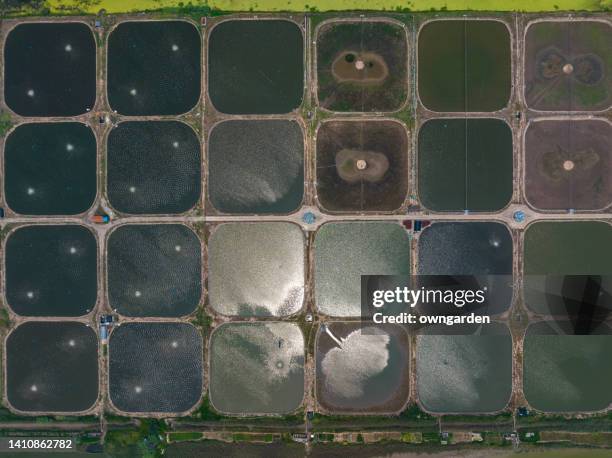 aerial view of a prawn farm and water aerators - water wastage stock pictures, royalty-free photos & images