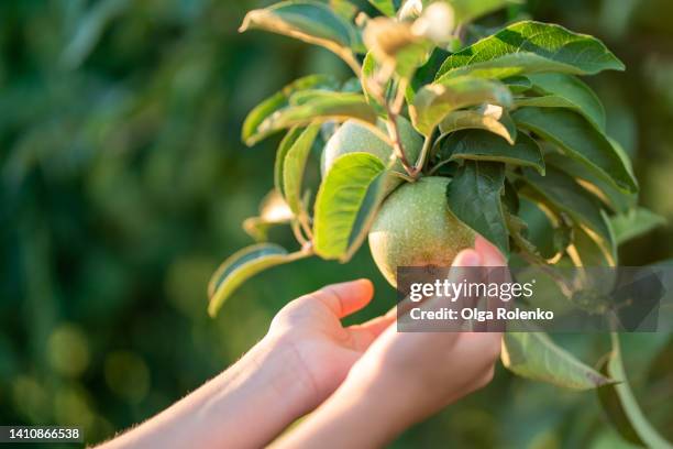 close up children's hands holding a green apple growing on a tree in an apple orchard - orchard apple stock pictures, royalty-free photos & images