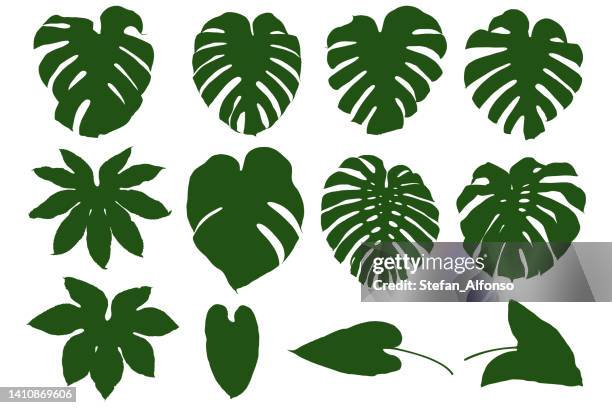 illustrazioni stock, clip art, cartoni animati e icone di tendenza di insieme di forme vettoriali di foglie tropicali tra cui pianta di formaggio svizzero - monstera