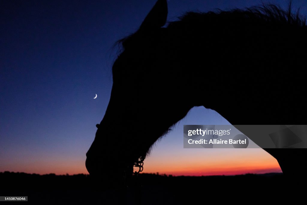 Horse at Sunset