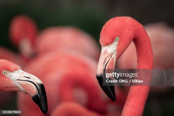 close-up of greater american flamingo - flamingo fotografías e imágenes de stock