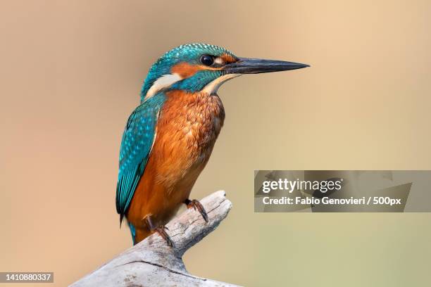 close-up of kingfisher perching on branch - kingfisher stock pictures, royalty-free photos & images