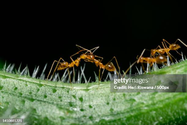 a macro photo of the red ant animal - solenopsis invicta stock-fotos und bilder