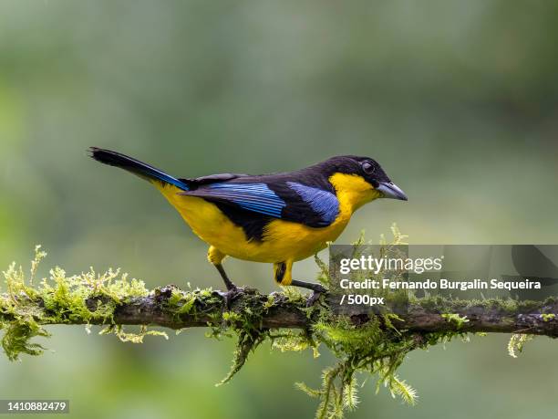 close-up of songtropical passerine tanager perching on branch,manizales,caldas,colombia - paradise tanager stock pictures, royalty-free photos & images