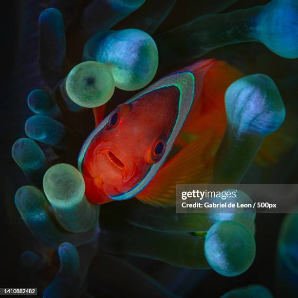 Anda Fish Gabriel De Anda Photos and Premium High Res Pictures - Getty Images