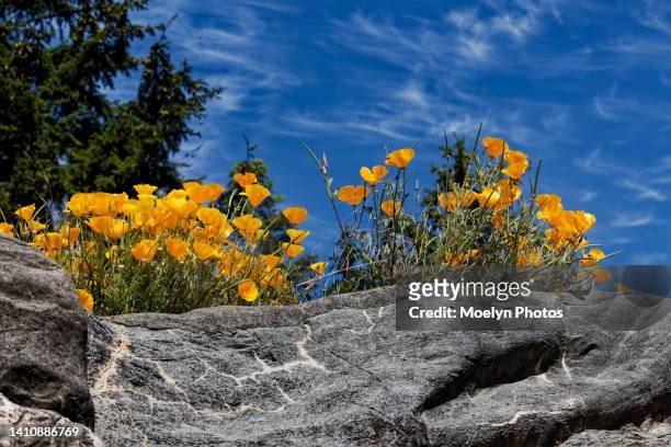 california poppies on a cliff - california poppies stock pictures, royalty-free photos & images