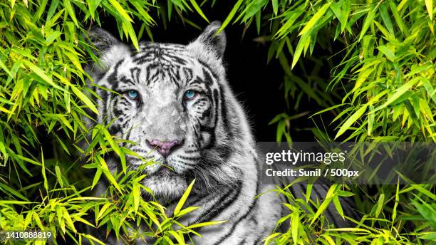 portrait of white tiger by plants,thiruvananthapuram,kerala,india - white tiger 個照片及圖片檔