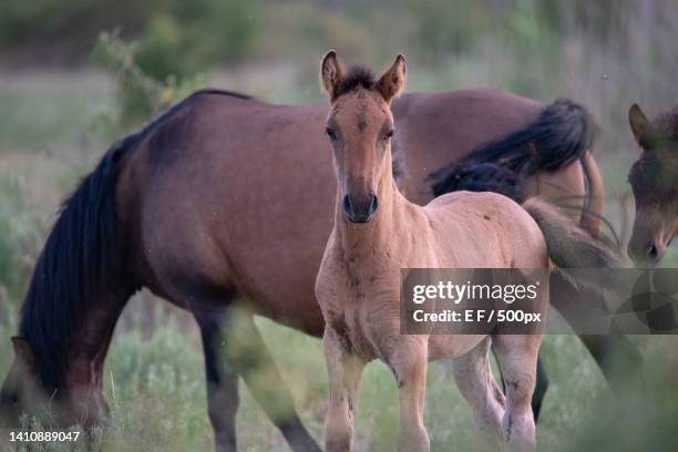 portrait of horses standing on field - przewalski horse stock pictures, royalty-free photos & images
