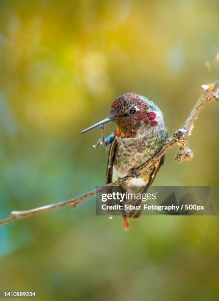 close-up of insect on plant - annas hummingbird stock pictures, royalty-free photos & images