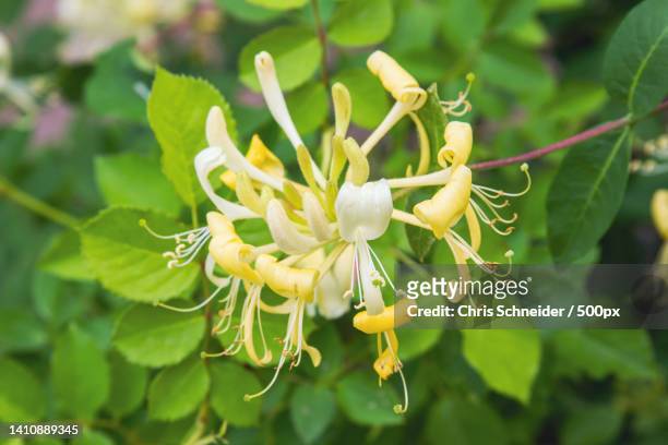 close-up of flowering plant,united states,usa - honeysuckle stock pictures, royalty-free photos & images