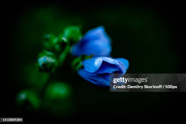 close-up of purple flower against black background - flower head stock pictures, royalty-free photos & images