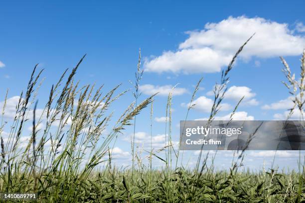 wheatfield and sky - wheatgrass stock pictures, royalty-free photos & images