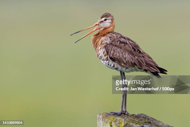 close-up of godwit perching on wooden post - wader bird stock pictures, royalty-free photos & images