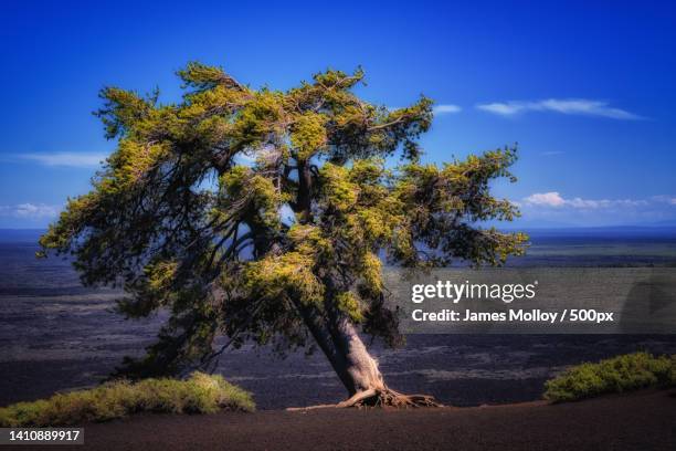 trees on field against blue sky,idaho,united states,usa - sandy molloy stock pictures, royalty-free photos & images