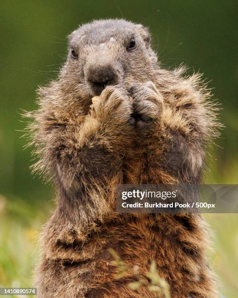 1,782 Alpine Marmot Photos and Premium High Res Pictures - Getty Images 1,782 Alpine Marmot Photos and Premium High Res Pictures - Getty Images