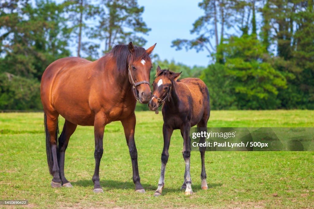 Two horses standing on field,Kildare,Ireland
