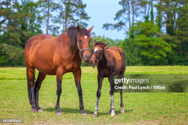 two horses standing on field,kildare,ireland - mare stock pictures, royalty-free photos & images