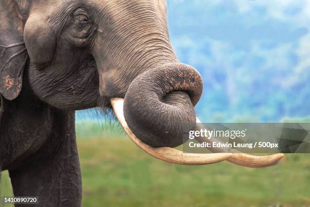 close-up of indian asian elephant on field - animal trunk stock pictures, royalty-free photos & images