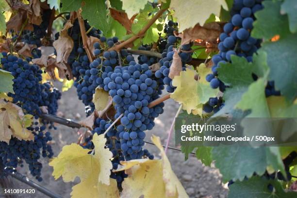 close-up of grapes growing in vineyard - shiraz stock-fotos und bilder