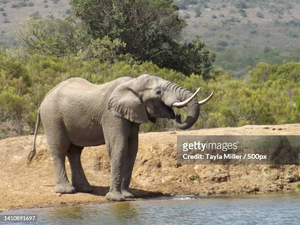 side view of african elephant standing on field,south africa - elephant trunk drink photos et images de collection