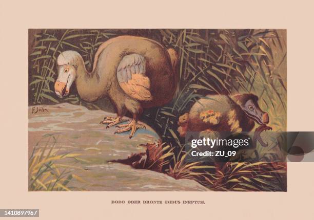 stockillustraties, clipart, cartoons en iconen met dodo (raphus cucullatus), mauritius, ca. 1690 extinct, chromolithograph, published 1900 - mauritius
