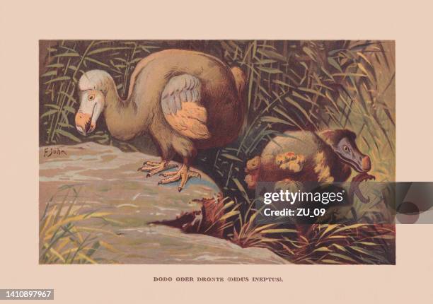 dodo (raphus cucullatus), mauritius, ca. 1690 extinct, chromolithograph, published 1900 - mauritius stock illustrations