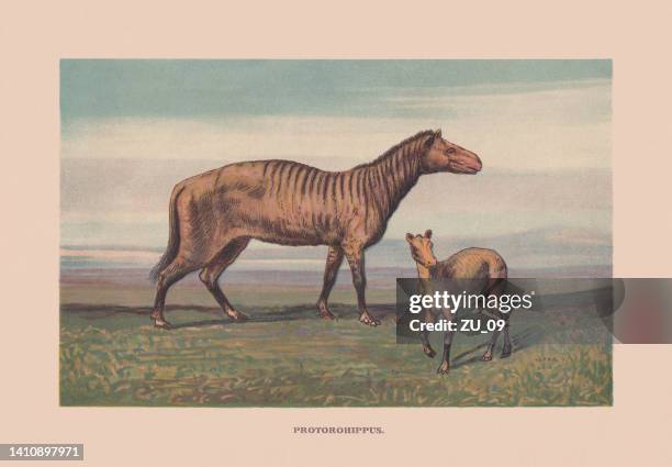 protorohippus, extinct equid, eocene, chromolithograph, published in 1900 - eocene stock illustrations