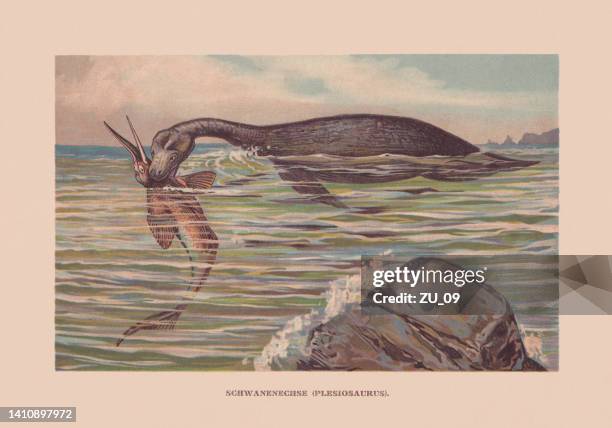 stockillustraties, clipart, cartoons en iconen met plesiosaur, triassic - cretaceous, chromolithograph, published in 1900 - trias